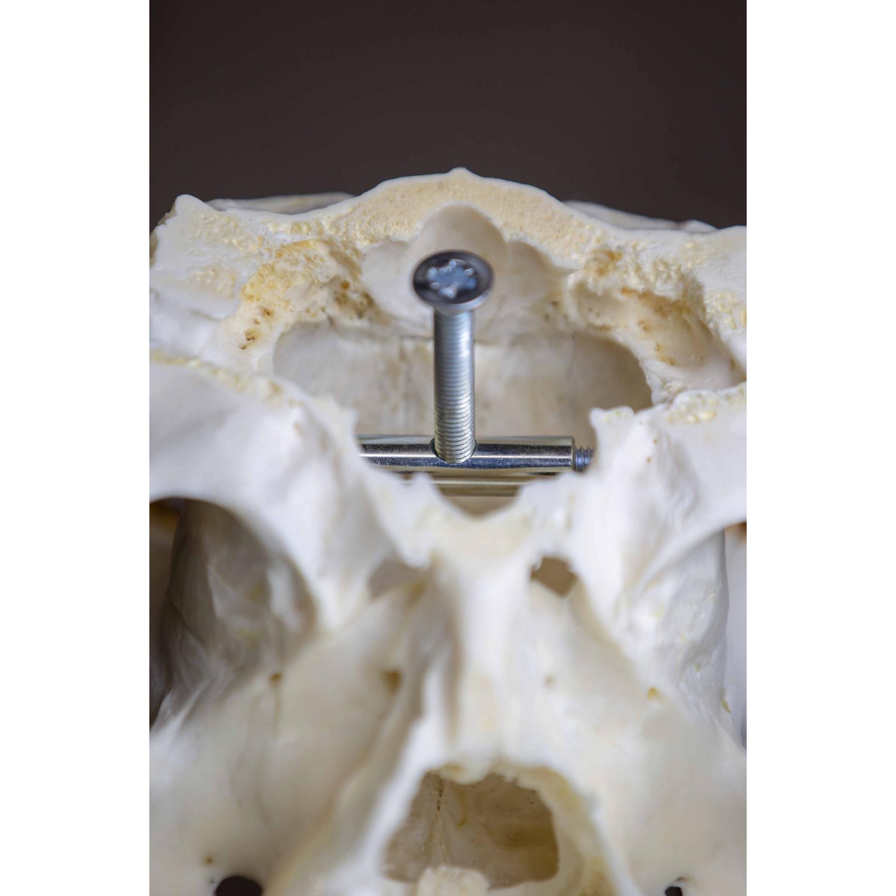 product/e/u/eurohunt_560896_dore-argente_2.jpg