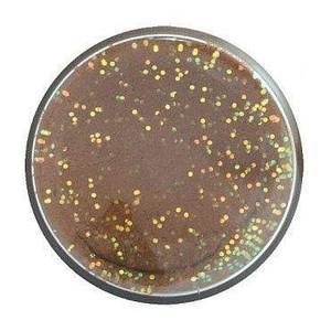 product/b/e/berkley_1633607_fish-pellet_1.jpg